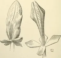 An illustration from Histoire d'un dessinateur, comment on apprend à dessiner; (1879)