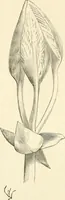 An illustration from Histoire d'un dessinateur, comment on apprend à dessiner; (1879)