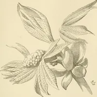 An illustration from Histoire d'un dessinateur, comment on apprend à dessiner; (1879)