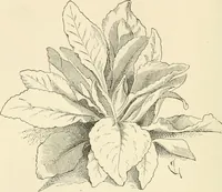 An illustration from Histoire d'un dessinateur, comment on apprend à dessiner; (1879)