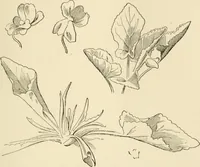 An illustration from Histoire d'un dessinateur, comment on apprend à dessiner; (1879)