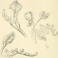 An illustration from Histoire d'un dessinateur, comment on apprend à dessiner; (1879)