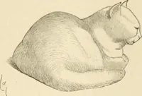 An illustration from Histoire d'un dessinateur, comment on apprend à dessiner; (1879)