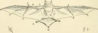 An illustration from Histoire d'un dessinateur, comment on apprend à dessiner; (1879)
