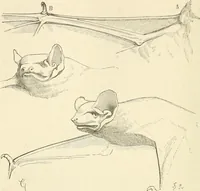 An illustration from Histoire d'un dessinateur, comment on apprend à dessiner; (1879)