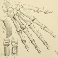 An illustration from Histoire d'un dessinateur, comment on apprend à dessiner; (1879)