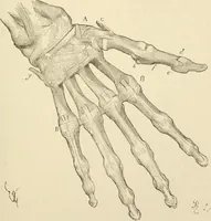 An illustration from Histoire d'un dessinateur, comment on apprend à dessiner; (1879)