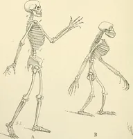 An illustration from Histoire d'un dessinateur, comment on apprend à dessiner; (1879)