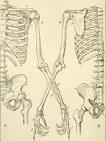 An illustration from Histoire d'un dessinateur, comment on apprend à dessiner; (1879)