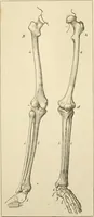 An illustration from Histoire d'un dessinateur, comment on apprend à dessiner; (1879)