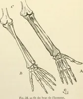 An illustration from Histoire d'un dessinateur, comment on apprend à dessiner; (1879)