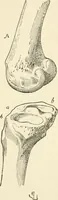 An illustration from Histoire d'un dessinateur, comment on apprend à dessiner; (1879)