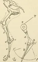 An illustration from Histoire d'un dessinateur, comment on apprend à dessiner; (1879)
