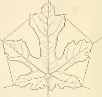 An illustration from Histoire d'un dessinateur, comment on apprend à dessiner; (1879)