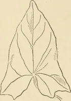 An illustration from Histoire d'un dessinateur, comment on apprend à dessiner; (1879)
