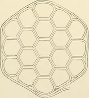 An illustration from Histoire d'un dessinateur, comment on apprend à dessiner; (1879)