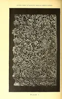Picture 7 of 10 from Histoire du point d'Alençon depuis son origine jusq'ua nos jours (1886), leaf 84