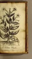 Picture 4 of 6 from Histoire du tabac, ou il est traité particulierement du tabac en poudre. (1677), leaf 45