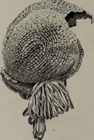An illustration from Histoire du tissu ancien à l'exposition de l'Union centrale des arts décoratifs (1883)