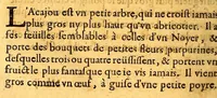 An illustration from Histoire generale, des isles de S. Christophe, de la Guadeloupe, de la Martinique, et autres dans l'Amerique. : Où l'on verra l'establissement des colonies françoises, dans ces isles; leurs guerres ciuiles & estrangeres, & tout ce qui se passe dans les voyages & retours des Indes. : Comme ausse plusieurs belles particularitez des Antisles de l'Amerique: vne description generale de l'isle de la Guadeloupe: de tous ses mineraux, de ses pierreries, de ses riuieres, fontaines & estangs: & de toutes ses plantes. : De plus, la description de tous les animaux de la mer, de l'air, & de la terre: & vn traité fort ample des murs des sauuages du pays, de l'estat de la colonie françoise, & des esclaues, tant mores, que sauuages. (1654)