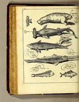 Picture 12 of 19 from Histoire generale des Antilles habitées par les François. : Divisée en deux tomes, et enrichie de cartes & de figures. Tome I [-IV]. ... (1667), leaf 224