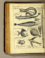 An illustration from Histoire generale des Antilles habitées par les François. : Divisée en deux tomes, et enrichie de cartes & de figures. Tome I [-IV]. ... (1667)