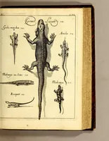 Picture 15 of 19 from Histoire generale des Antilles habitées par les François. : Divisée en deux tomes, et enrichie de cartes & de figures. Tome I [-IV]. ... (1667), leaf 345