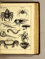 An illustration from Histoire generale des Antilles habitées par les François. : Divisée en deux tomes, et enrichie de cartes & de figures. Tome I [-IV]. ... (1667)
