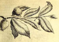 An illustration from Histoire naturelle et morale des iles Antilles de l'Amerique. Enrichie d'un grand nombre de belles figures en taille douce, des places & des raretez les plus considerables, qui y sont décrites. Avec un vocabulaire caraïbe (1665)