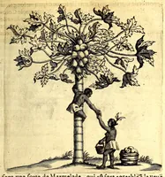 Picture 6 of 30 from Histoire naturelle et morale des iles Antilles de l'Amerique. Enrichie d'un grand nombre de belles figures en taille douce, des places & des raretez les plus considerables, qui y sont décrites. Avec un vocabulaire caraïbe (1665), leaf 111