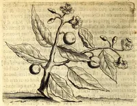Picture 8 of 30 from Histoire naturelle et morale des iles Antilles de l'Amerique. Enrichie d'un grand nombre de belles figures en taille douce, des places & des raretez les plus considerables, qui y sont décrites. Avec un vocabulaire caraïbe (1665), leaf 114