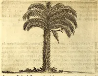 Picture 11 of 30 from Histoire naturelle et morale des iles Antilles de l'Amerique. Enrichie d'un grand nombre de belles figures en taille douce, des places & des raretez les plus considerables, qui y sont décrites. Avec un vocabulaire caraïbe (1665), leaf 122
