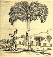 An illustration from Histoire naturelle et morale des iles Antilles de l'Amerique. Enrichie d'un grand nombre de belles figures en taille douce, des places & des raretez les plus considerables, qui y sont décrites. Avec un vocabulaire caraïbe (1665)
