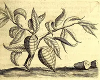 An illustration from Histoire naturelle et morale des iles Antilles de l'Amerique. Enrichie d'un grand nombre de belles figures en taille douce, des places & des raretez les plus considerables, qui y sont décrites. Avec un vocabulaire caraïbe (1665)