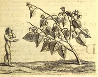 Picture 14 of 30 from Histoire naturelle et morale des iles Antilles de l'Amerique. Enrichie d'un grand nombre de belles figures en taille douce, des places & des raretez les plus considerables, qui y sont décrites. Avec un vocabulaire caraïbe (1665), leaf 137