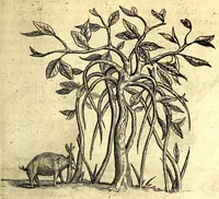Picture 15 of 30 from Histoire naturelle et morale des iles Antilles de l'Amerique. Enrichie d'un grand nombre de belles figures en taille douce, des places & des raretez les plus considerables, qui y sont décrites. Avec un vocabulaire caraïbe (1665), leaf 145