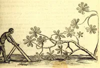 An illustration from Histoire naturelle et morale des iles Antilles de l'Amerique. Enrichie d'un grand nombre de belles figures en taille douce, des places & des raretez les plus considerables, qui y sont décrites. Avec un vocabulaire caraïbe (1665)