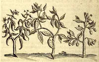 Picture 18 of 30 from Histoire naturelle et morale des iles Antilles de l'Amerique. Enrichie d'un grand nombre de belles figures en taille douce, des places & des raretez les plus considerables, qui y sont décrites. Avec un vocabulaire caraïbe (1665), leaf 156