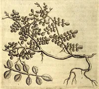 An illustration from Histoire naturelle et morale des iles Antilles de l'Amerique. Enrichie d'un grand nombre de belles figures en taille douce, des places & des raretez les plus considerables, qui y sont décrites. Avec un vocabulaire caraïbe (1665)
