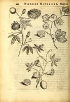 An illustration from Histoire naturelle et morale des iles Antilles de l'Amerique. Enrichie d'un grand nombre de belles figures en taille douce, des places & des raretez les plus considerables, qui y sont décrites. Avec un vocabulaire caraïbe (1665)