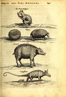 Picture 22 of 30 from Histoire naturelle et morale des iles Antilles de l'Amerique. Enrichie d'un grand nombre de belles figures en taille douce, des places & des raretez les plus considerables, qui y sont décrites. Avec un vocabulaire caraïbe (1665), leaf 185