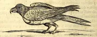 An illustration from Histoire naturelle et morale des iles Antilles de l'Amerique. Enrichie d'un grand nombre de belles figures en taille douce, des places & des raretez les plus considerables, qui y sont décrites. Avec un vocabulaire caraïbe (1665)
