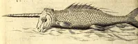 Picture 26 of 30 from Histoire naturelle et morale des iles Antilles de l'Amerique. Enrichie d'un grand nombre de belles figures en taille douce, des places & des raretez les plus considerables, qui y sont décrites. Avec un vocabulaire caraïbe (1665), leaf 248