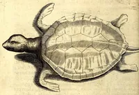 Picture 29 of 30 from Histoire naturelle et morale des iles Antilles de l'Amerique. Enrichie d'un grand nombre de belles figures en taille douce, des places & des raretez les plus considerables, qui y sont décrites. Avec un vocabulaire caraïbe (1665), leaf 290