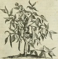 An illustration from Histoire naturelle et morale des iles Antilles de l'Amerique : enrichie de plusieurs belles figures des raretez les plus considerables qui y sont d'écrites : avec un vocabulaire caraibe (1658)