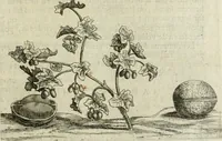 An illustration from Histoire naturelle et morale des iles Antilles de l'Amerique : enrichie de plusieurs belles figures des raretez les plus considerables qui y sont d'écrites : avec un vocabulaire caraibe (1658)