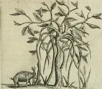 An illustration from Histoire naturelle et morale des iles Antilles de l'Amerique : enrichie de plusieurs belles figures des raretez les plus considerables qui y sont d'écrites : avec un vocabulaire caraibe (1658)
