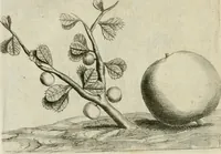 An illustration from Histoire naturelle et morale des iles Antilles de l'Amerique : enrichie de plusieurs belles figures des raretez les plus considerables qui y sont d'écrites : avec un vocabulaire caraibe (1658)