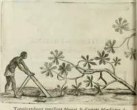 Picture 24 of 62 from Histoire naturelle et morale des iles Antilles de l'Amerique : enrichie de plusieurs belles figures des raretez les plus considerables qui y sont d'écrites : avec un vocabulaire caraibe (1658), leaf 111