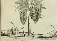 An illustration from Histoire naturelle et morale des iles Antilles de l'Amerique : enrichie de plusieurs belles figures des raretez les plus considerables qui y sont d'écrites : avec un vocabulaire caraibe (1658)